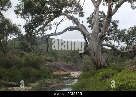 Australische Bush-Szene Stockfoto