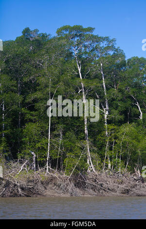 Mangrovenwald in der Nähe der Mündung des Rio Grande, Pazifikküste, Provinz Cocle, Republik Panama. Stockfoto