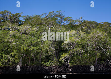 Mangrovenwald in der Nähe der Mündung des Rio Grande, Pazifikküste, Provinz Cocle, Republik Panama. Stockfoto