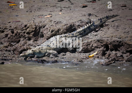 Amerikanische Krokodil, Crocodylus acutus, neben Rio Grande in der Provinz Cocle, Republik Panama. Stockfoto