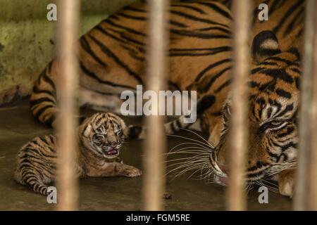 Peking, China. 18. Februar 2016. Foto aufgenommen am 18. Februar 2016 zeigt eine 17-Year-Old Sumatra-Tiger zu Gast bei ihr Neugeborenes junges in einem Käfig in Medan Zoo Park in Medan von Nord-Sumatra, Indonesien. Tanto H./Xinhua/Alamy © Live-Nachrichten Stockfoto