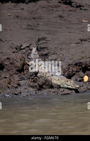 Amerikanische Krokodil, Crocodylus acutus, neben Rio Grande in der Provinz Cocle, Republik Panama. Stockfoto