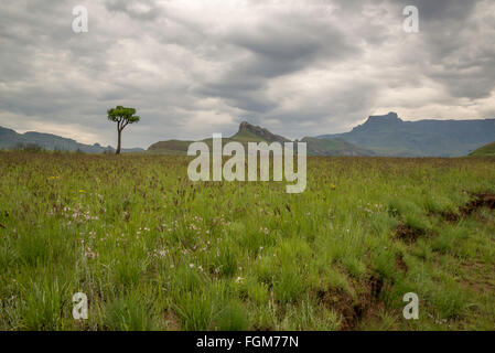 Drakensberg Amphitheater in Südafrika Stockfoto