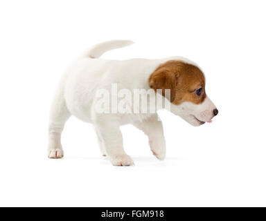 Jack Russell Terrier Welpe isoliert auf weißem Hintergrund. Stockfoto