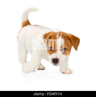 Jack Russell Terrier Welpe isoliert auf weißem Hintergrund. Stockfoto