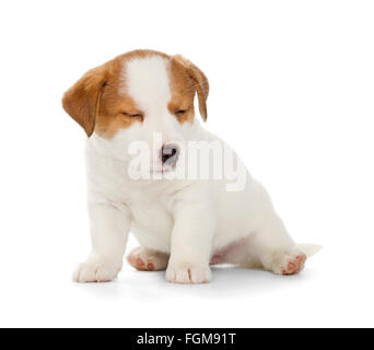 Verschlafene Jack Russell Terrier Welpe isoliert auf weißem Hintergrund. Vorderansicht, sitzen. Stockfoto