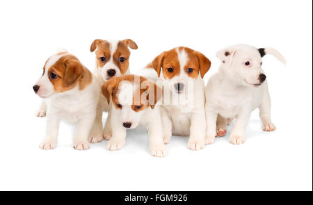 5 Jack Russell Terrier Welpen isoliert auf weißem Hintergrund. Vorderansicht, sitzen. Stockfoto