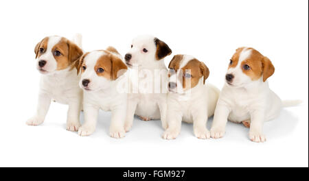 5 Jack Russell Terrier Welpen isoliert auf weißem Hintergrund. Vorderansicht, sitzen. Stockfoto