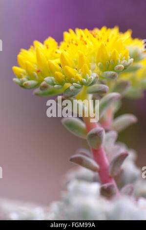 Geschmacklos Fetthenne (Sedum Sexangulare), Blütenstand, Blüte, North Rhine-Westphalia, Germany Stockfoto