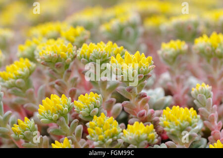 Geschmacklos Fetthenne (Sedum Sexangulare), Blütenstand, Blüte, North Rhine-Westphalia, Deutschland Stockfoto