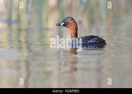 Zwergtaucher (Tachybaptus Ruficollis) an einem See in den oberen Lausitzer Heide- und Teichlandschaft, Guttau, Sachsen, Deutschland Stockfoto