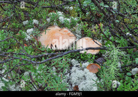 Aspen Pilze. Champignons mit roten Hüten auf Moos und Flechten. Stockfoto