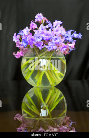 Vase, Blume, Hyazinthe, lila, Natur, Blumen, ledig, Farbe, isoliert, Kopf, blau, Pflanze, Blumenstrauß, Dekoration, schwarz, innen Stockfoto