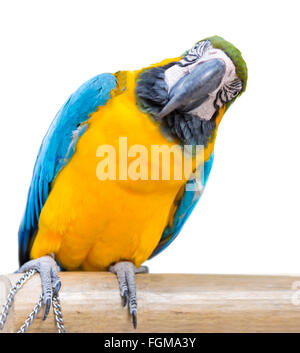 Haustiere, Vogel, Papagei, Tiere, gelb, Ara, Vögel, bunt, blau, Tier, Multi, Hintergrund, isoliert, weiß, Porträt, Gold, tun Stockfoto