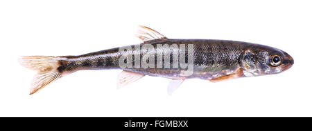 Gemeinsamen Elritze (Phoxinus Phoxinus) auf einem weißen Hintergrund. Kleine Süßwasserfische. Männlich. Länge 5,5 cm Stockfoto