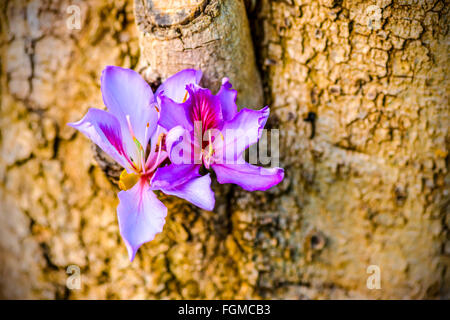 schön blühenden lila Bauhinia Purpurea oder Orchidee Baum auf Holz, Nahaufnahme Stockfoto