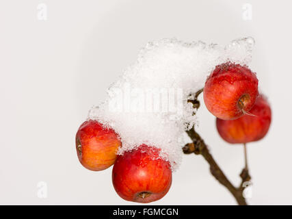 Die Reifen Äpfel bedeckt mit Schnee - selektiven Fokus eingefroren Stockfoto