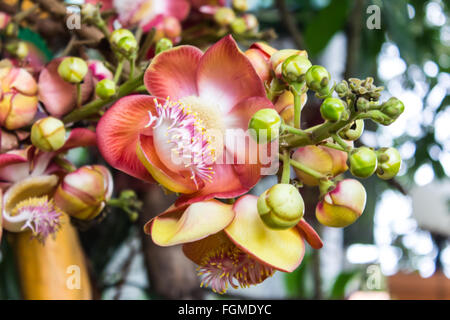 Cannon Ball Baum Blume Stockfoto