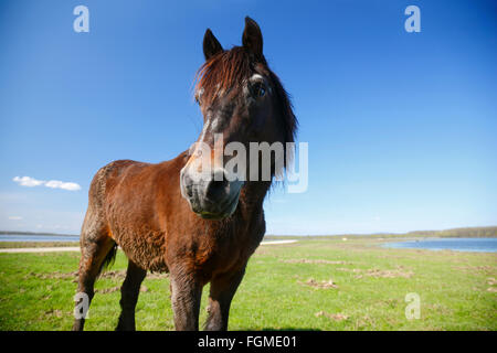 Pferd auf einer Wiese Stockfoto