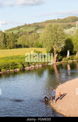 Mann und Knabe mit Hund überspringen von Steinen über dem Fluss Usk in Abergavenny, Wales, UK Stockfoto