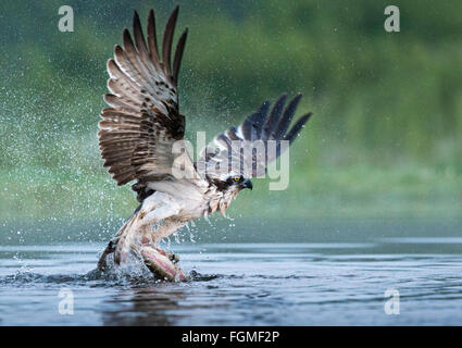 Fischadler fangen Forellen Stockfoto