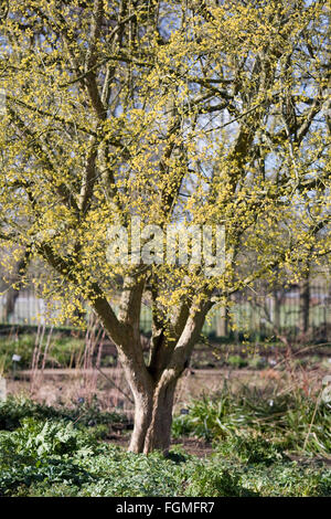 Cornus Mas Blüte. Cornelian Cherry im Spätwinter. Stockfoto