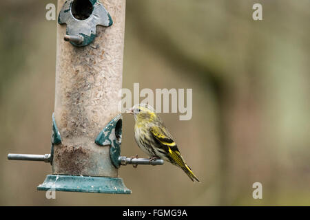 Erlenzeisig Wildvogel auf Brd gefüttert im Garten Stockfoto