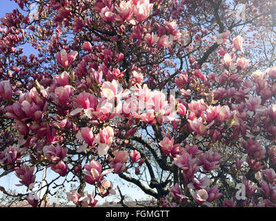 WASHINGTON DC – im Frühjahr blühen Magnolienblüten in der Nähe des Tidal Basin, im Hintergrund ist das Washington Monument zu sehen. Diese blühenden Bäume sind eines der ersten Anzeichen des Frühlings in der Hauptstadt, oft vor den berühmteren Kirschblüten. Stockfoto