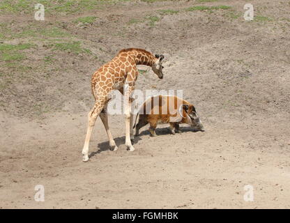Neugierige junge Rothschild Giraffe (Giraffa Plancius) mit afrikanischen roten Flussschwein oder Buschschwein (Potamochoerus Porcus) Stockfoto