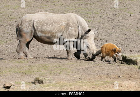 Südliche Breitmaulnashorn (Ceratotherium Simum) mit seinem engen Freund, einem afrikanischen Red River hog /Bush Pig (Potamochoerus Porcus) Stockfoto