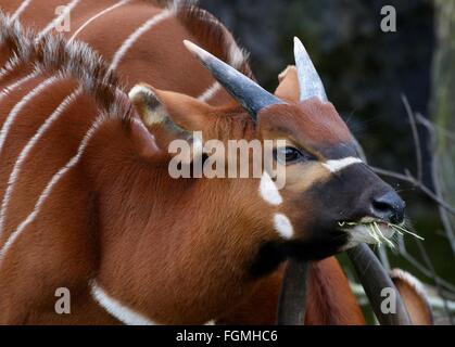 Junge männliche East African Bongo Antilope (Tragelaphus Eurycerus) Nahaufnahme des Kopfes während des Essens Rasen Stockfoto