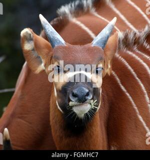 Weibliche East African Bongo-Antilope (Tragelaphus Eurycerus Isaaci), Nahaufnahme des Kopfes, gerichtete Kamera Stockfoto