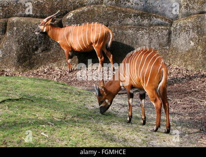 Männliche und weibliche East African Bongo-Antilope (Tragelaphus Eurycerus Isaaci) Stockfoto