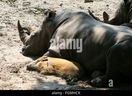 Südliche Breitmaulnashorn (Ceratotherium Simum) ein Nickerchen mit seinem engen Freund, einem afrikanischen roten Flussschwein (Potamochoerus Porcus) Stockfoto