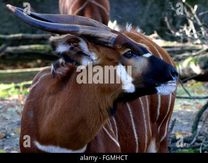 Männliche East African Bongo-Antilope (Tragelaphus Eurycerus)-Nahaufnahme des Kopfes Stockfoto