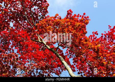 Acer Japonicum Vitifolium, Full Moon Ahorn Blätter im Herbst, Westonbirt Arboretum, Gloucestershire, Enhgland, UK Stockfoto