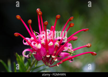 Blumen in dem Blütenstand der die stacheligen Endivie Australian native, Grevillea rosmarinifolia Stockfoto