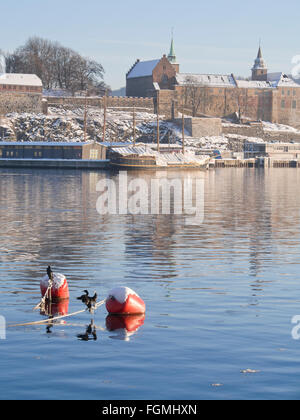 Idyllische Wintertag im Hafen von Oslo Norwegen, Europäische Shag gehockt mooring Bojen, Akershus Schloss Festung hinter Stockfoto