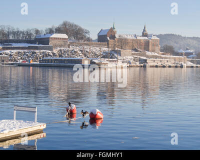 Idyllische Wintertag im Hafen von Oslo Norwegen, Europäische Shag gehockt mooring Bojen, Akershus Schloss Festung hinter Stockfoto
