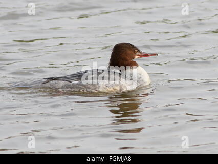 Weiblichen europäischen gemeinsamen Prototyp (Mergus Prototyp, aka Gänsesäger) schwimmen in einem See im Winter Stockfoto