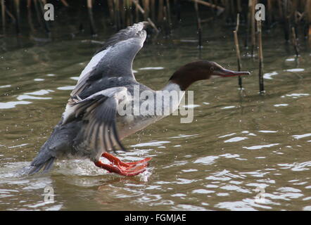 Weibliche gemeinsamen Prototyp (Mergus Prototyp, aka Gänsesäger) auf dem Wasser aufsetzen Stockfoto