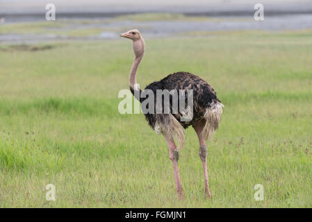 Männliche Strauß (Struthio Camelus) in der Ngorongoro Crater, Tansania. Stockfoto