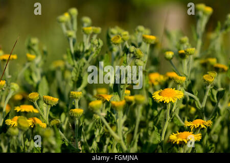 Gemeinsamen Berufkraut (Pulicaria Dysenterica). Eine Gruppe von gelben Blüten auf diese Pflanzen in der Familie der Korbblütler (Asteraceae) Stockfoto