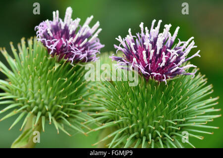 Geringerem Klette (Arctium minus). Eine ungewöhnliche Blume in der Familie der Korbblütler (Asteraceae), mit Schwerpunkt auf weiße und violette Antheren Stockfoto