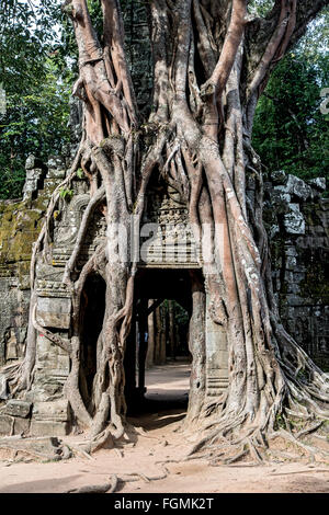 Ta Som (Prasat Ta Saom), Teil des Khmer Angkor-Tempel-Komplex Stockfoto