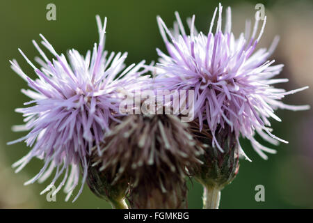 Schleichende Distel (Cirsium Arvense). Nahaufnahme von lila Blüten dieser stachelige Pflanze in der Familie der Korbblütler (Asteraceae) Stockfoto