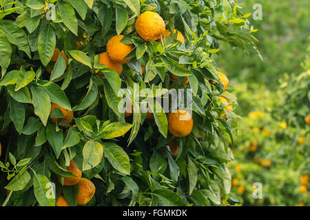 Orangen wachsen im Obstgarten Stockfoto