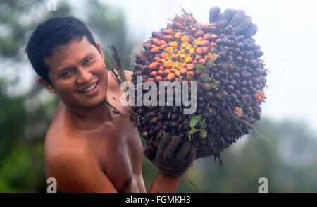 Kampar, Riau, Indonesien. 20. Februar 2016. RIAU, Indonesien - Februar 21: Bauer die Palm Früchte ernten auf Volks-Plantage am 20. Februar 2016 in Kampar Regentschaft, der Provinz Riau, Indonesien. Die indonesische Regierung protestiert gegen die französische Politik auf den Steuersatz der rohes Palmöl aus Indonesien. © Sijori Bilder/ZUMA Draht/Alamy Live-Nachrichten Stockfoto