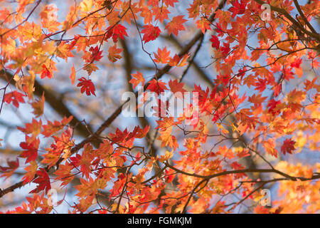 Farbwechsel-Ahorn-Urlaub im Herbst Stockfoto