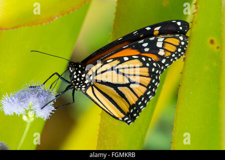 Monarchfalter Danaus Plexippus bei The Butterfly Estates in Fort Myers Florida Stockfoto